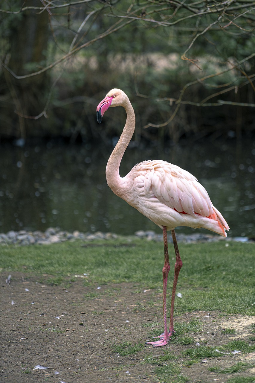 flamingo, bird, zoo-7218852.jpg