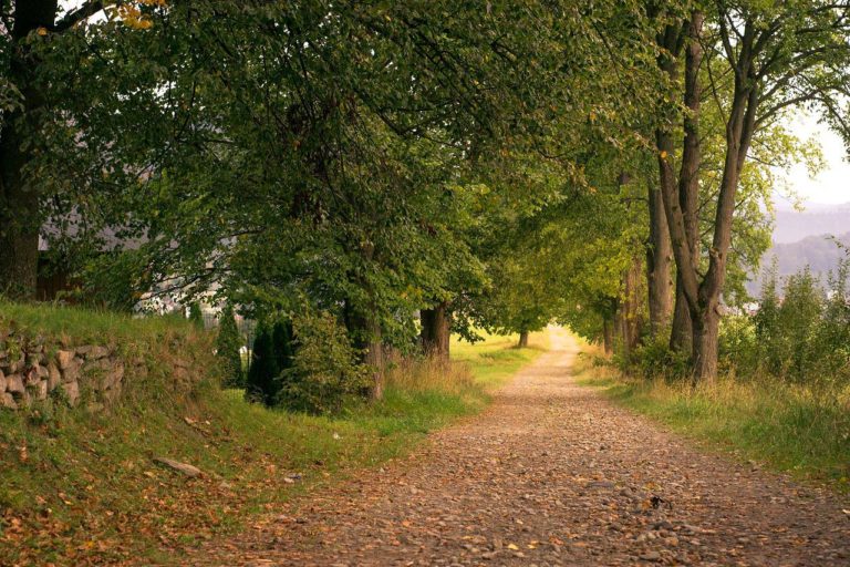 way, alley, dirt road-2771495.jpg